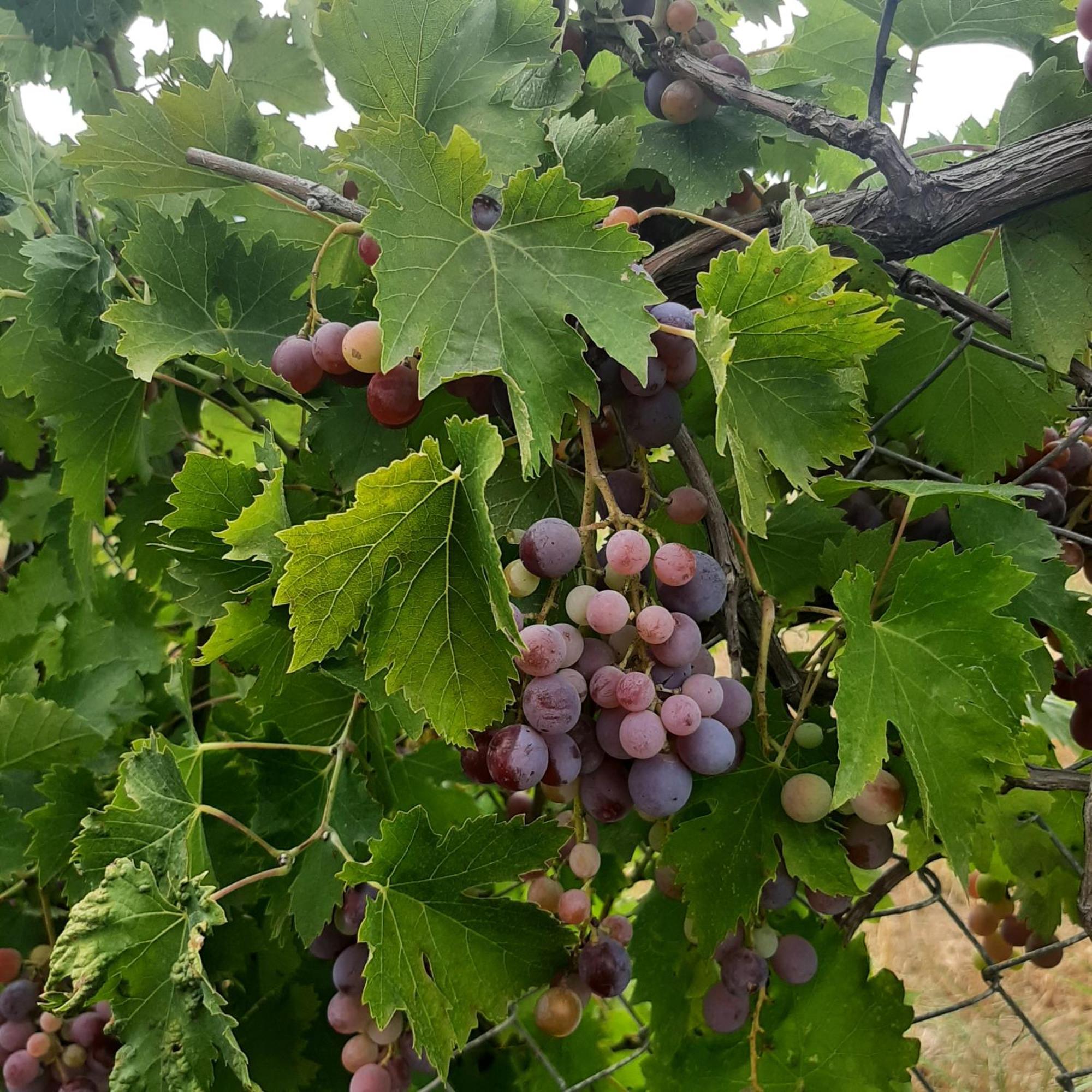 Ligaria  Αρχοντικό Παπανικολάουヴィラ エクステリア 写真