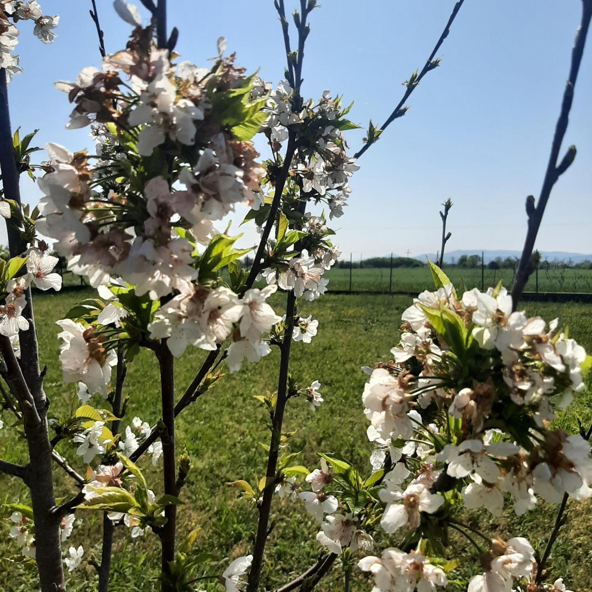 Ligaria  Αρχοντικό Παπανικολάουヴィラ エクステリア 写真