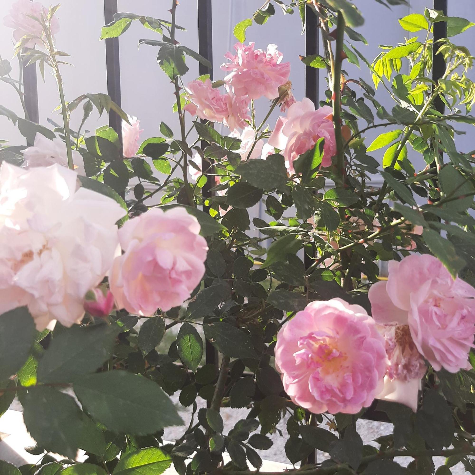 Ligaria  Αρχοντικό Παπανικολάουヴィラ エクステリア 写真