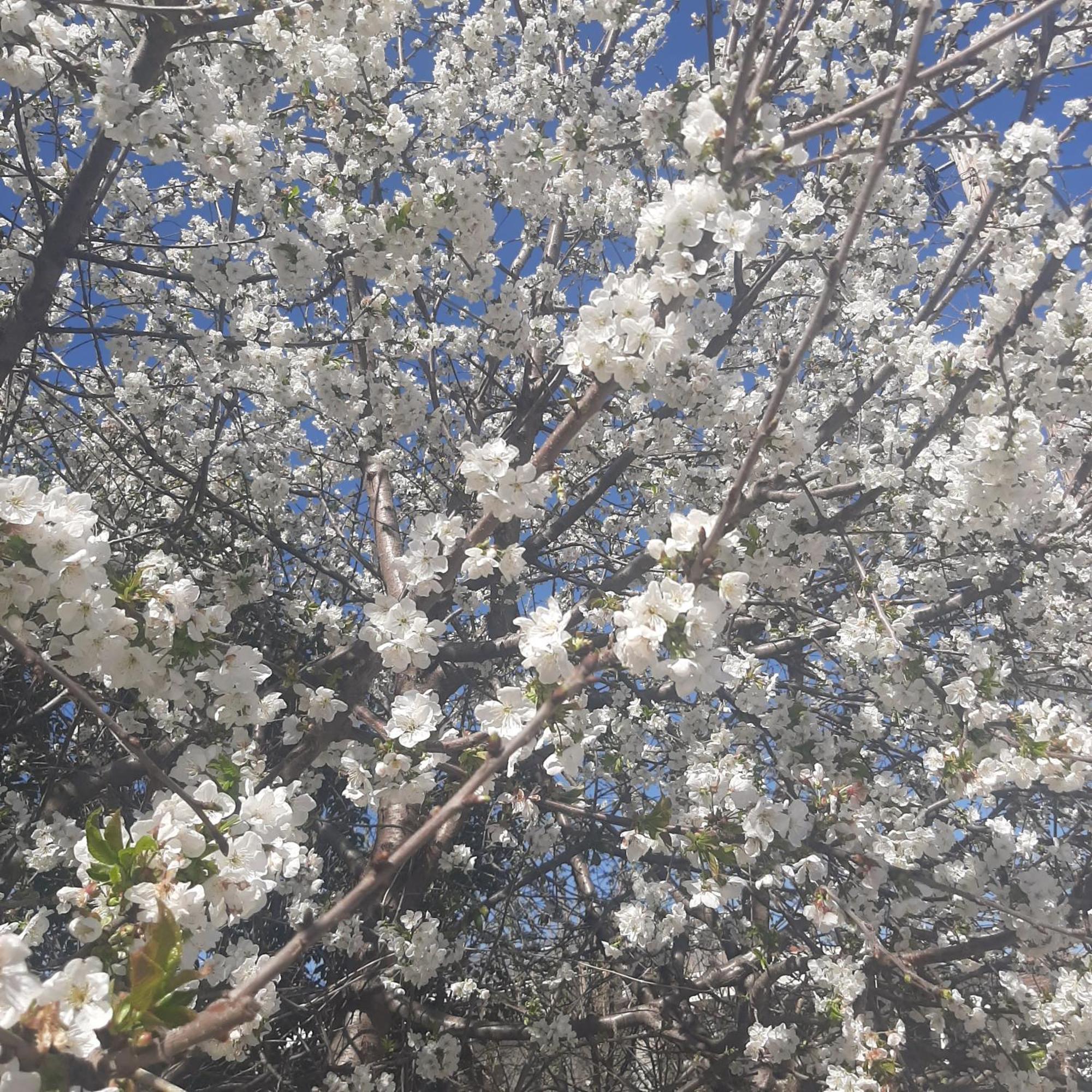 Ligaria  Αρχοντικό Παπανικολάουヴィラ エクステリア 写真