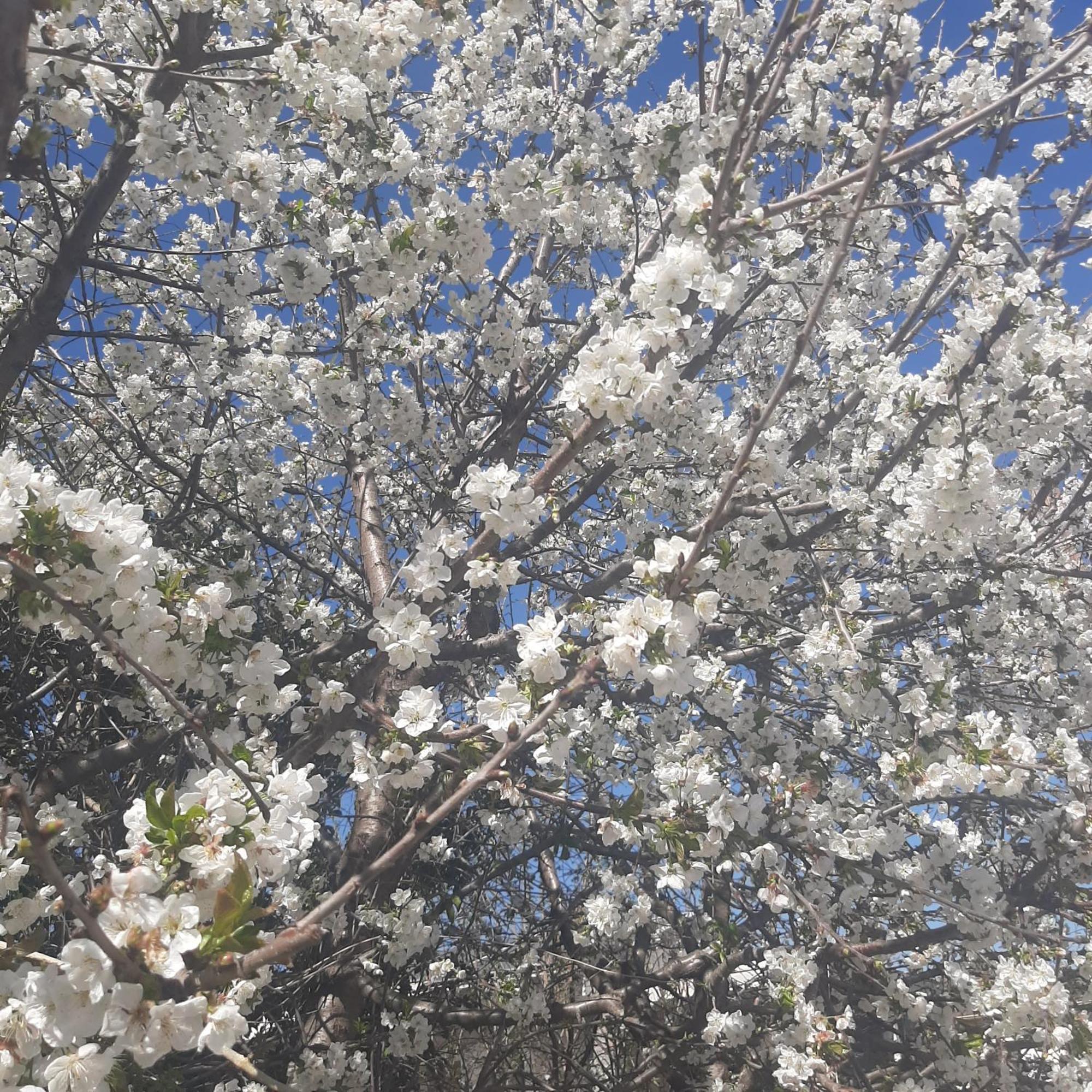 Ligaria  Αρχοντικό Παπανικολάουヴィラ エクステリア 写真